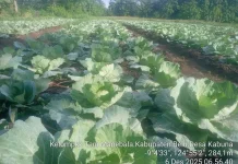 Petani Kabuna Terkendala Modal Usaha