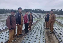 Direktur Sayuran Tanaman Obat Kementan Tinjau Food Estate
