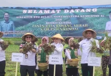 Kendal Diandalkan Jadi Daerah Surplus Bawang Merah