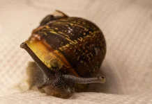 Siput Bisa Tidur Selama Tiga Tahun