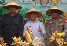 Panen Raya Jagung Serentak, Kalbar Perkuat Ketahanan Pangan