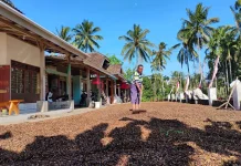 Gombengsari, Pusat Kebun Kopi Rakyat Banyuwangi