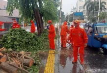 Pohon Angsana Tumbang di Kemang Raya Tuntas Ditangani 