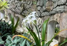 Hymenocallis Speciosa, Pesona Bunga Mirip Eywa Avatar