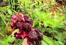 Rahasia Buah Senduduk