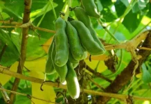 Kacang Benguk, Manfaat Sehat dan Cara Mengolah Aman