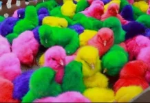 Ini Rahasia di Balik Warna-warni Anak Ayam di Pasar