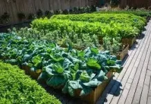 Tips Berkebun Sukses untuk Pemula dan Pecinta Tanaman