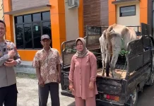 Polres Pringsewu Bongkar Komplotan Pencuri Sapi Lintas Kabupaten