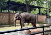 Animals at Bandung Zoo Suspected of Being Stress
