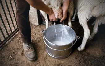 Susu Kambing, Sumber Gizi Lengkap untuk Semua Usia