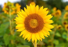 Rahasia Gerak Bunga Matahari Mengikuti Cahaya