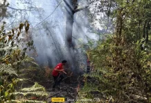 Petugas Damkar Padamkan Kebakaran Lahan Desa Siponjot Lintongnihuta