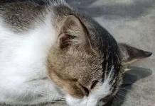 Kucing, Cara Manusia Belajar Tenang