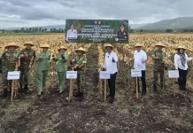 Panen Raya Jagung Perkuat Ketahanan Pangan Gorontalo